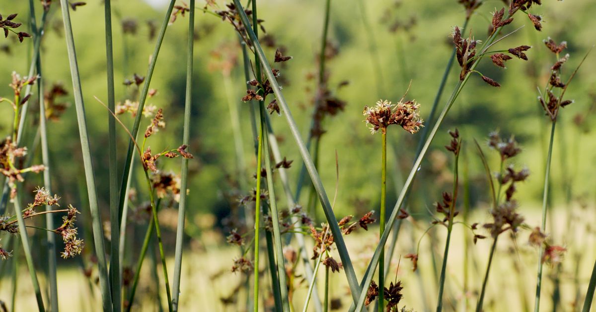 Sitowie, Scirpus