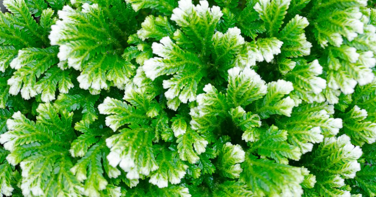 Widliczka, Selaginella