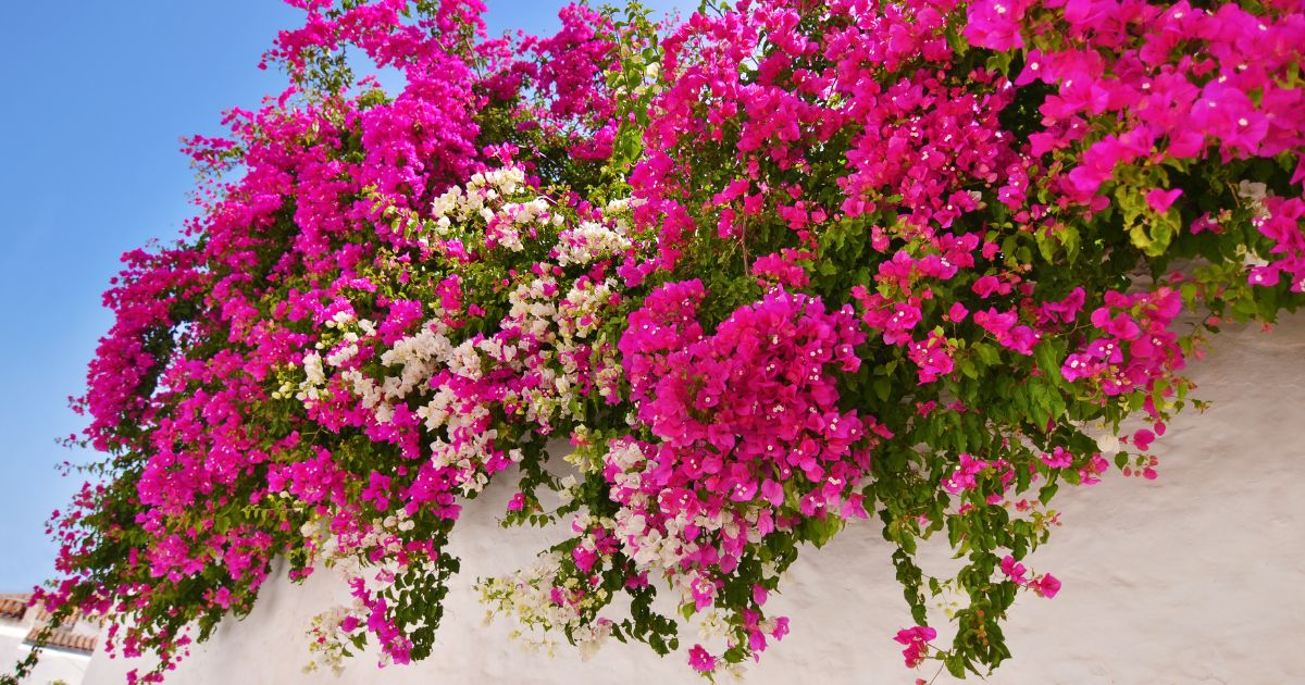Bugenwilla, Bougainvillea