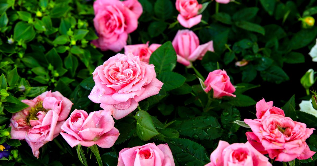 Róża, Rosa