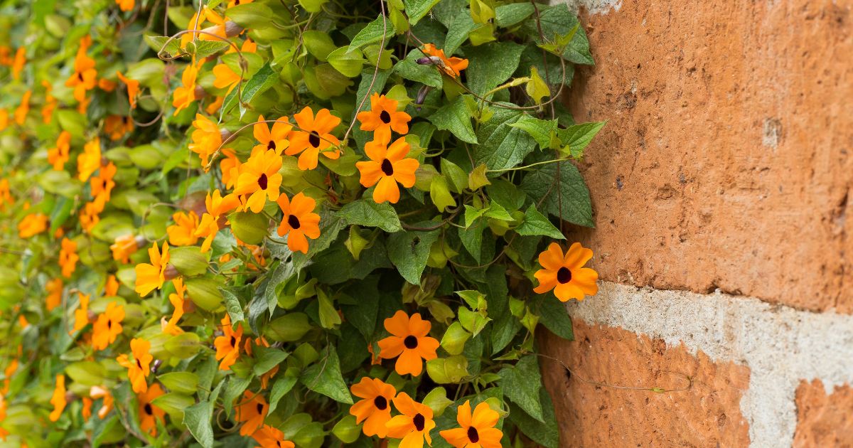 Tunbergia, Thunbergia