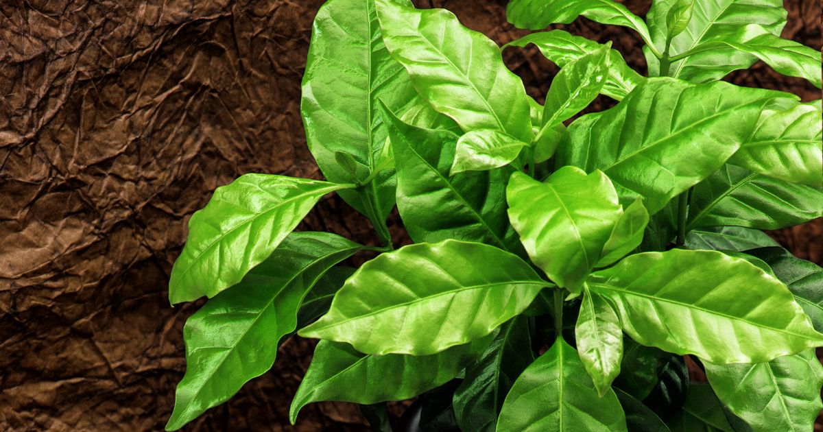 Kawa, Coffea arabica