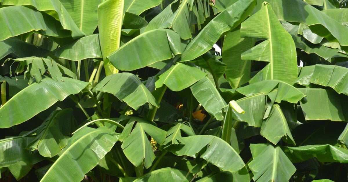 Bananowiec, Musa