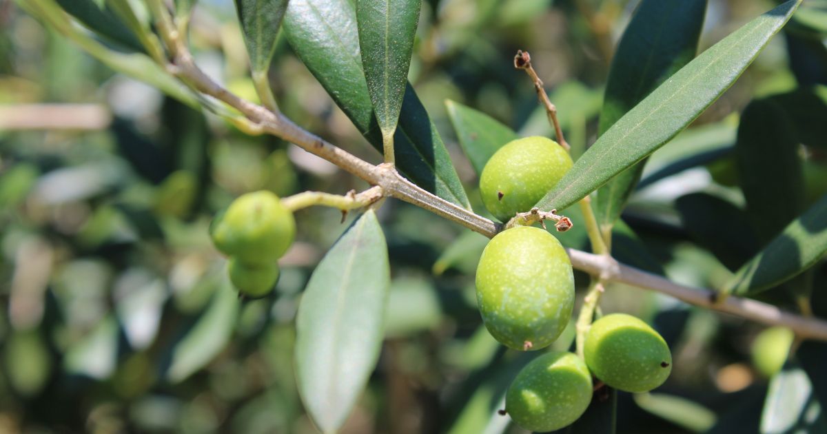 Drzewko oliwne, Olea europea
