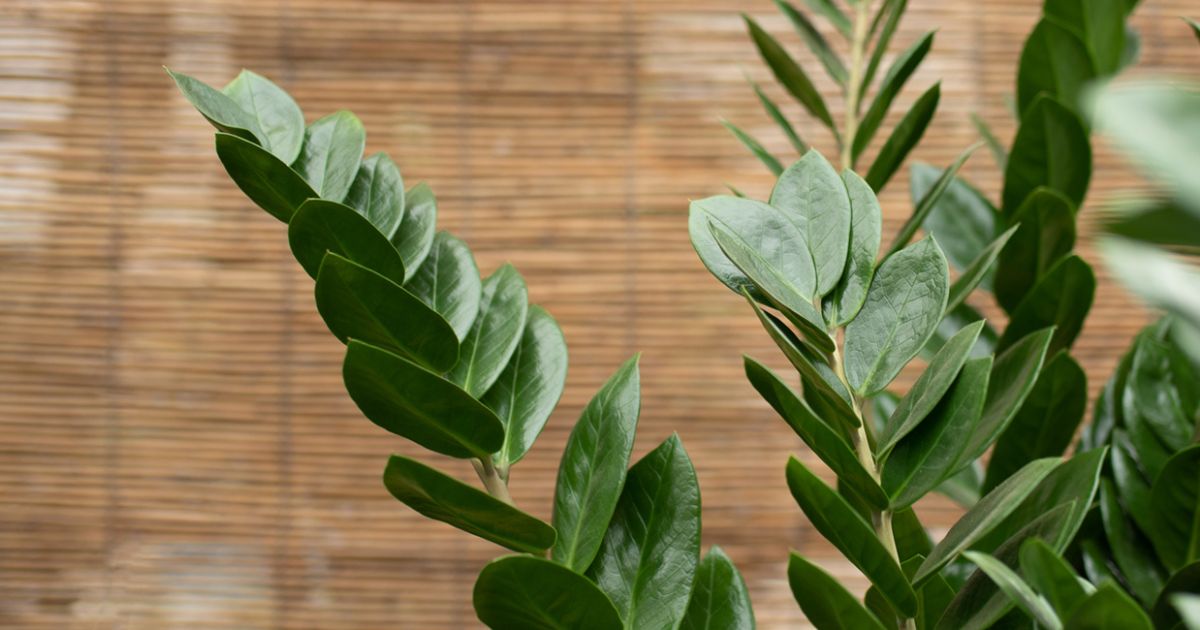 Zamiokulkas - Zamioculcas