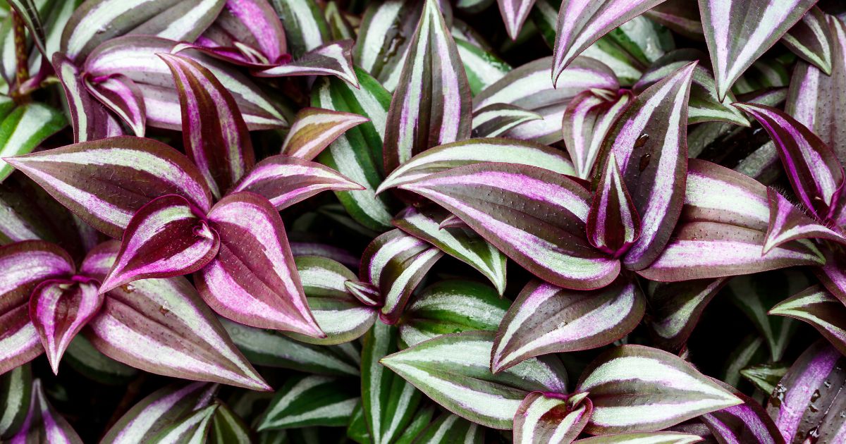 Trzykrotka, Tradescantia
