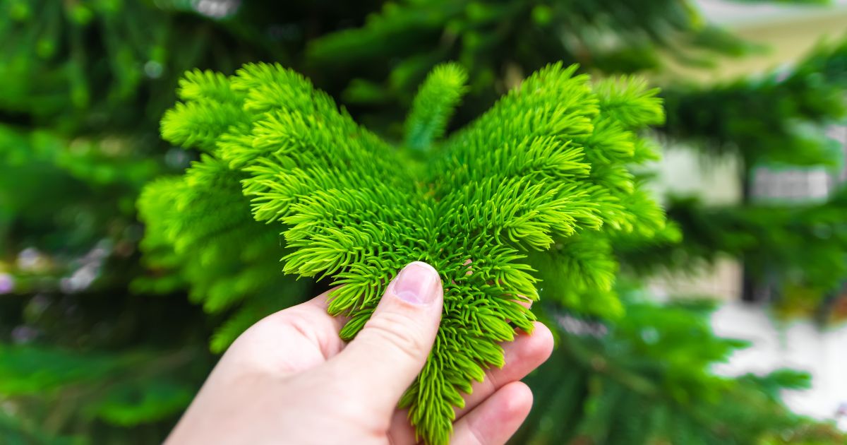 Araukaria, Araucaria