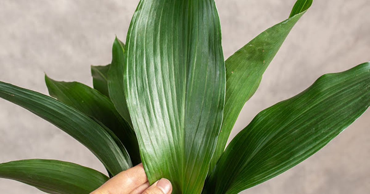 Aspidistra wyniosła, Aspidistra elatior