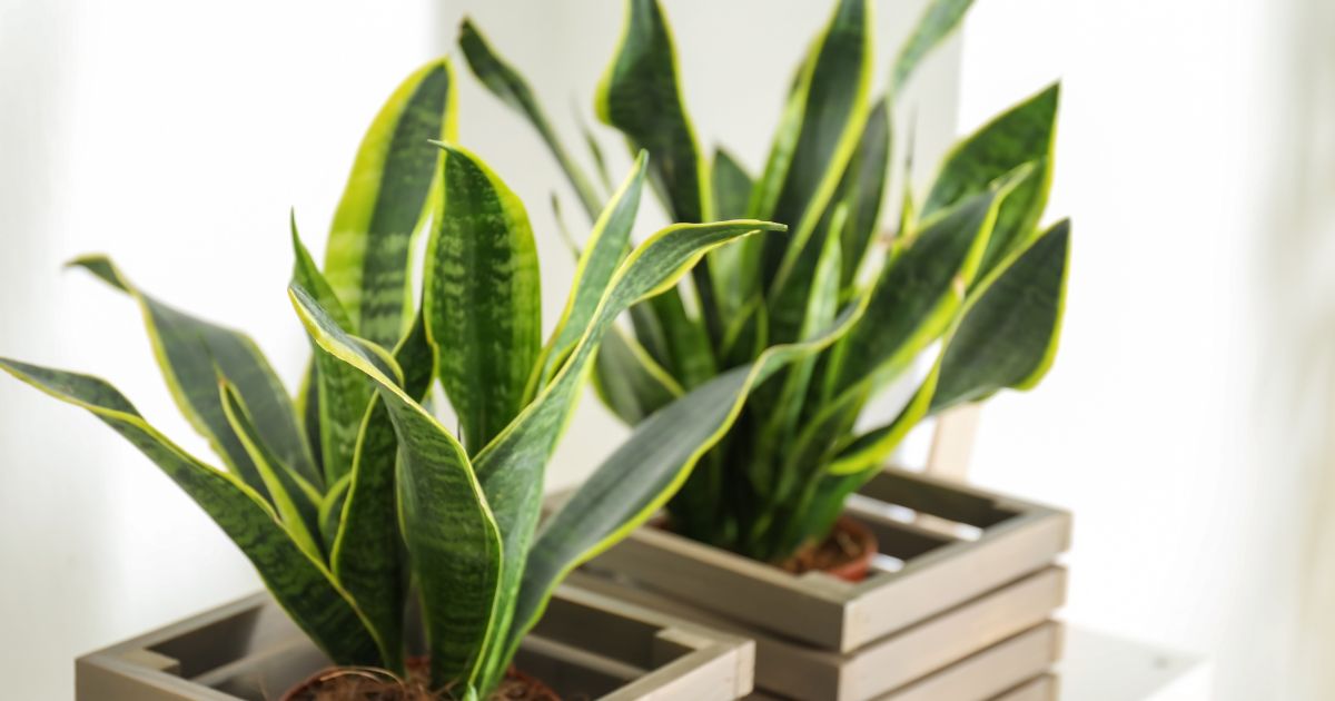 Sansewieria, Sansevieria