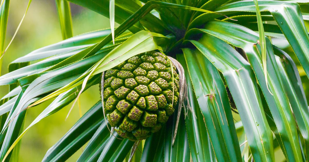 Pandan, Pandanus