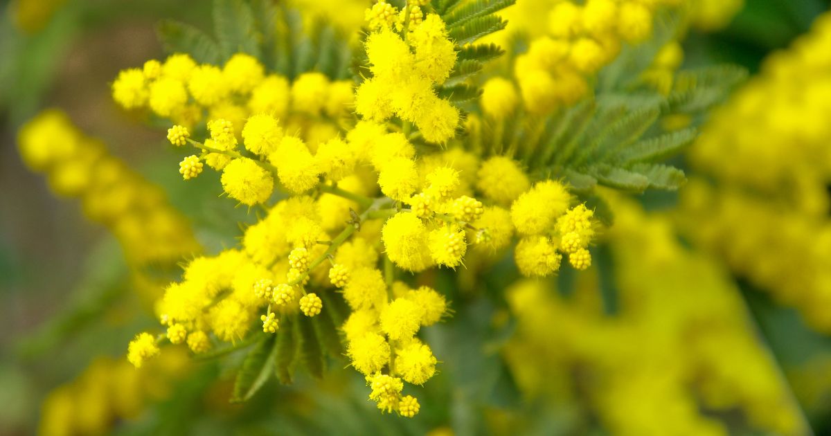 Mimoza, Mimosa