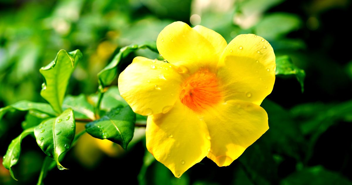 Alamanda, Allamanda