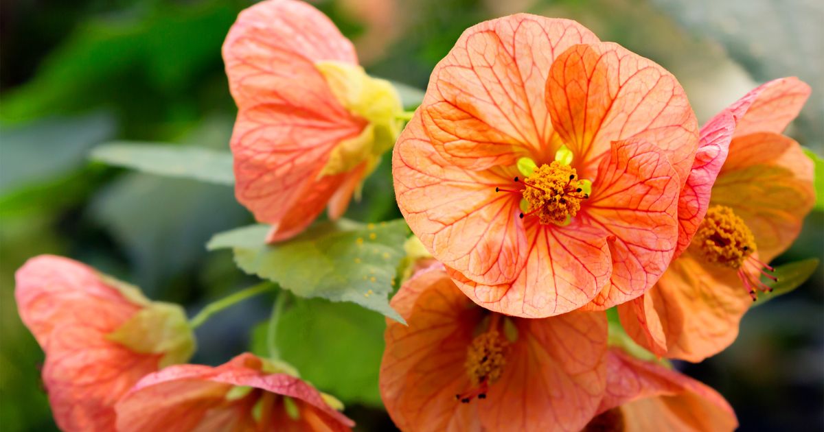 Zaślaz, Abutilon