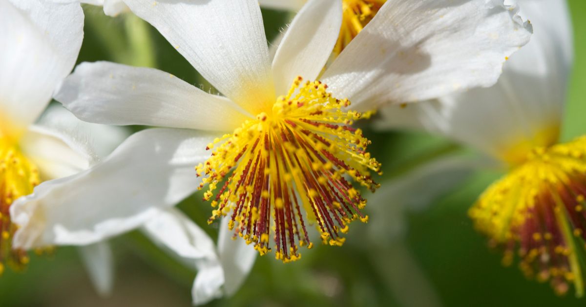 Lipka, Sparmannia