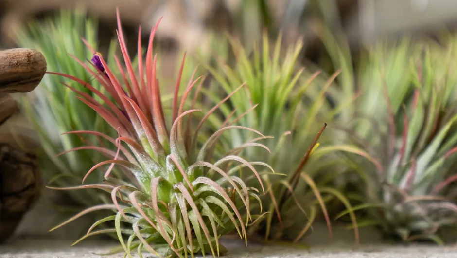 Tillandsia (oplątwa) - pielęgnacja, uprawa i jak dbać