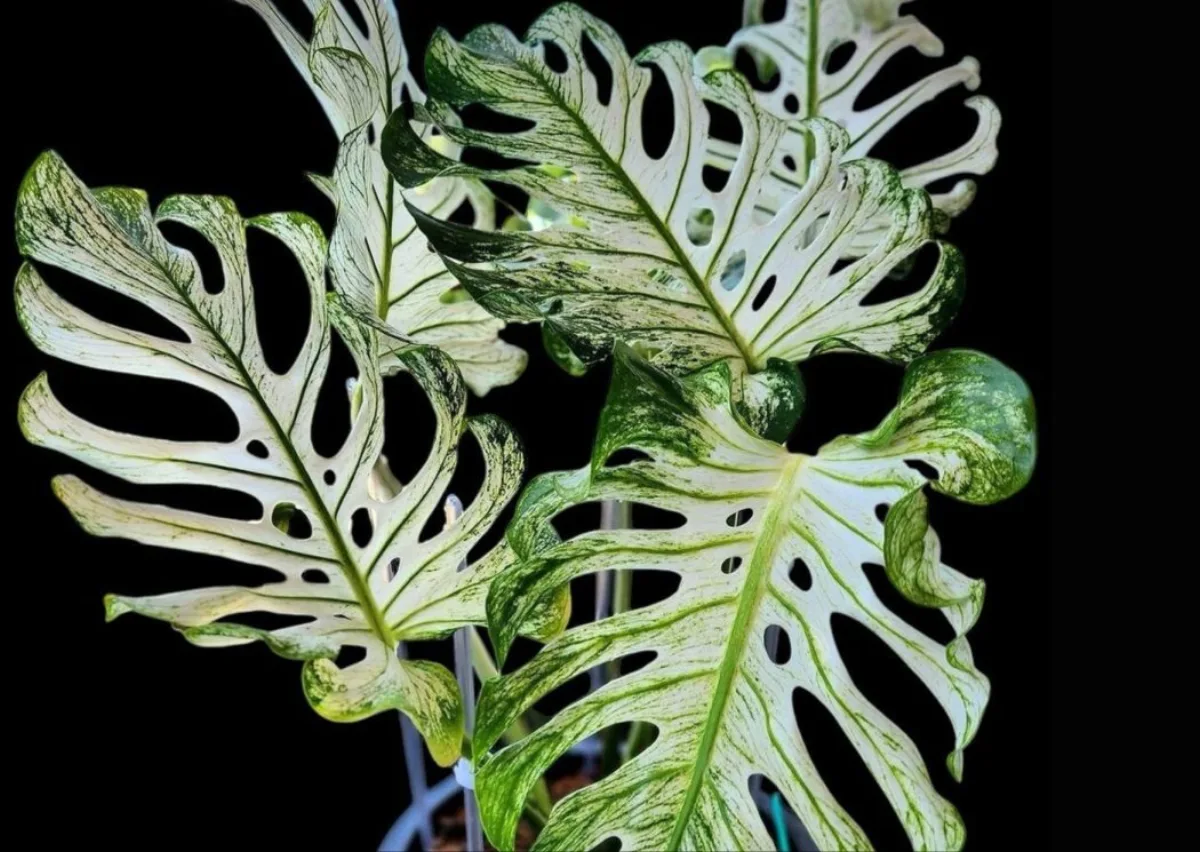 Wariegatowa monstera - przykład rzadkiego okazu