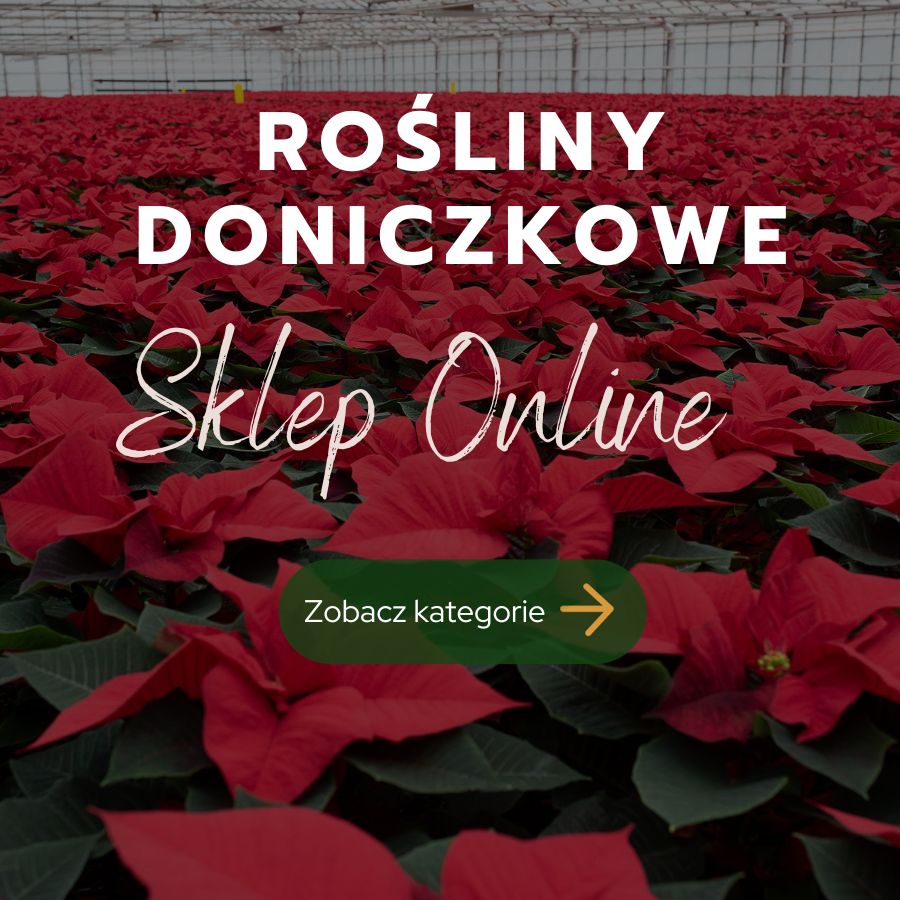 Kategorie roślin doniczkowych