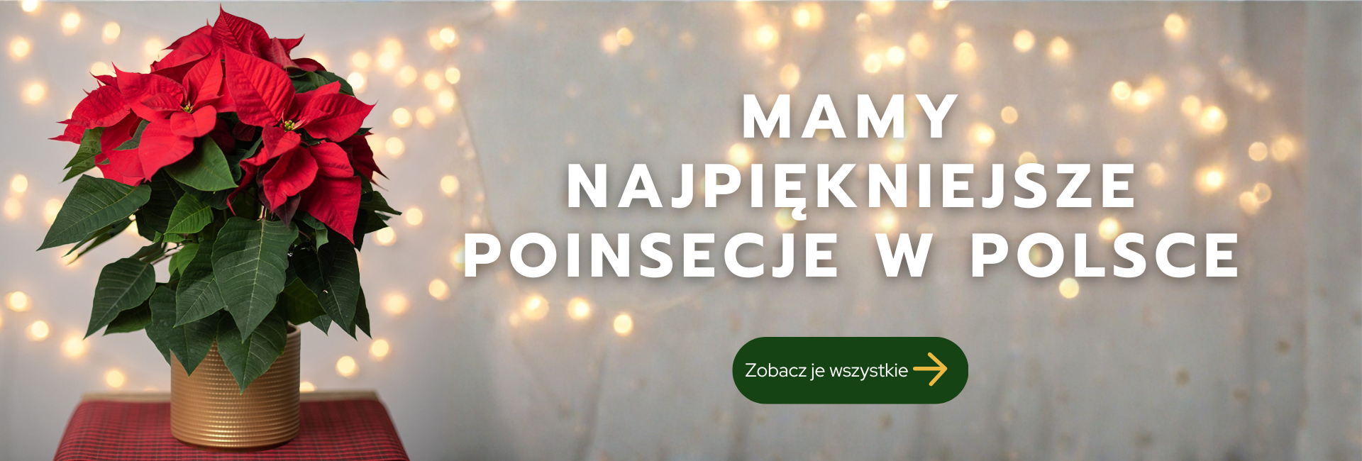 Pionsecja tomaszewski