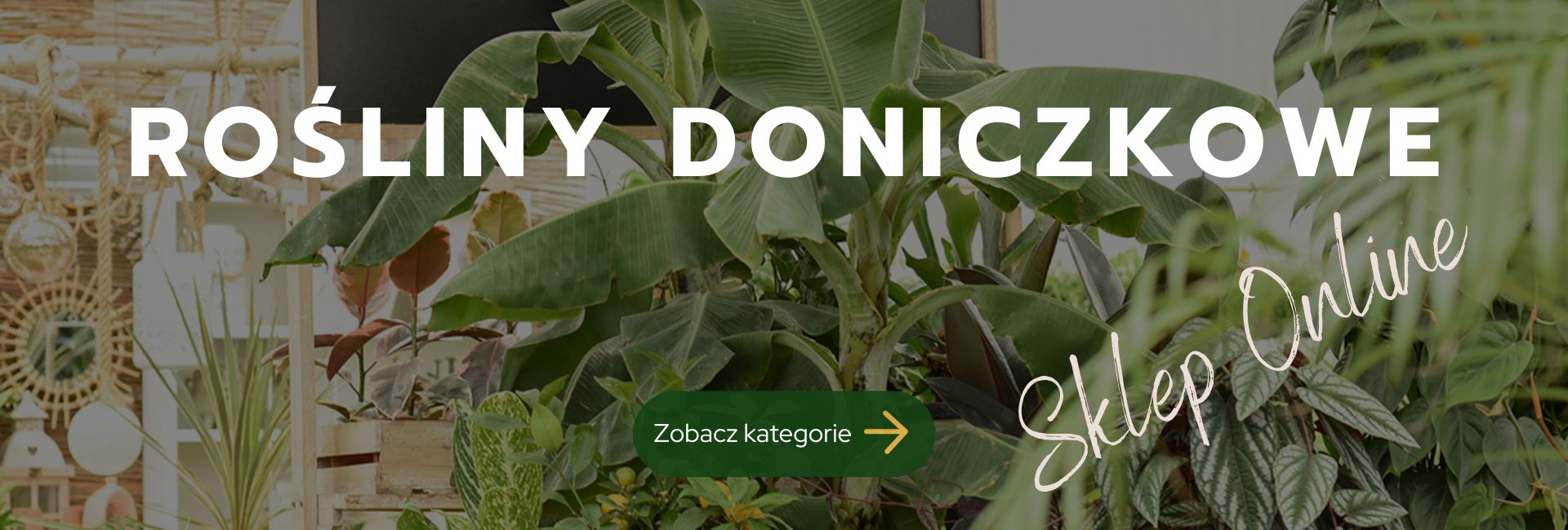 Rośliny Doniczkowe Kategorie