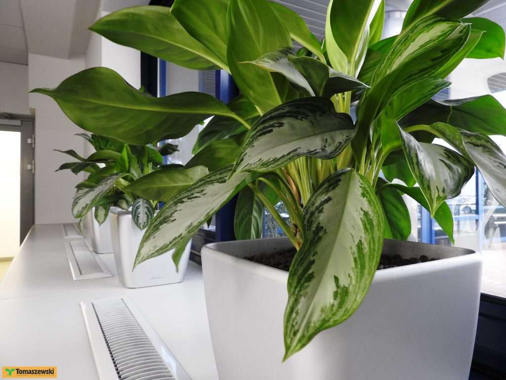 Jakie wybrać rośliny do biura?