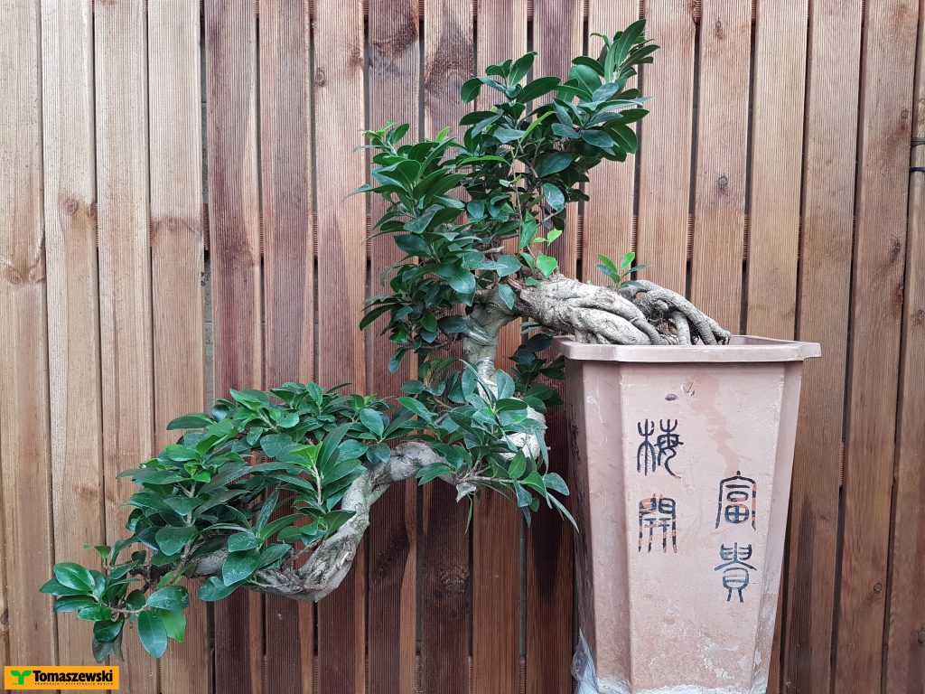 bonsai