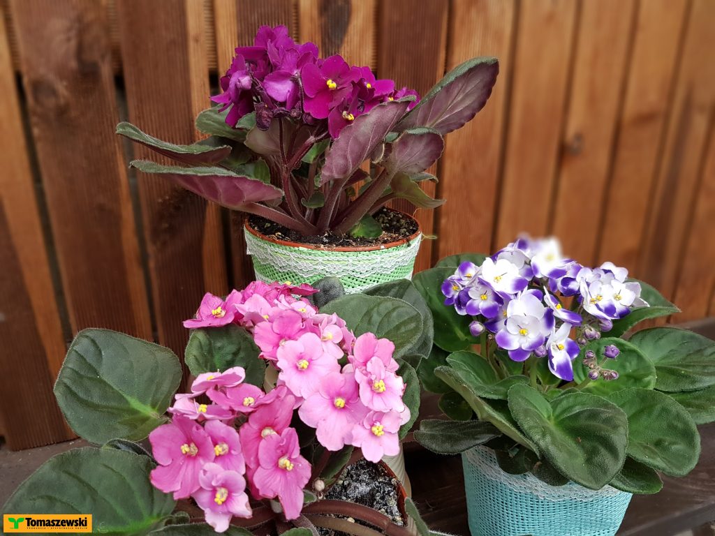 rośliny ozdobne z kwiatami