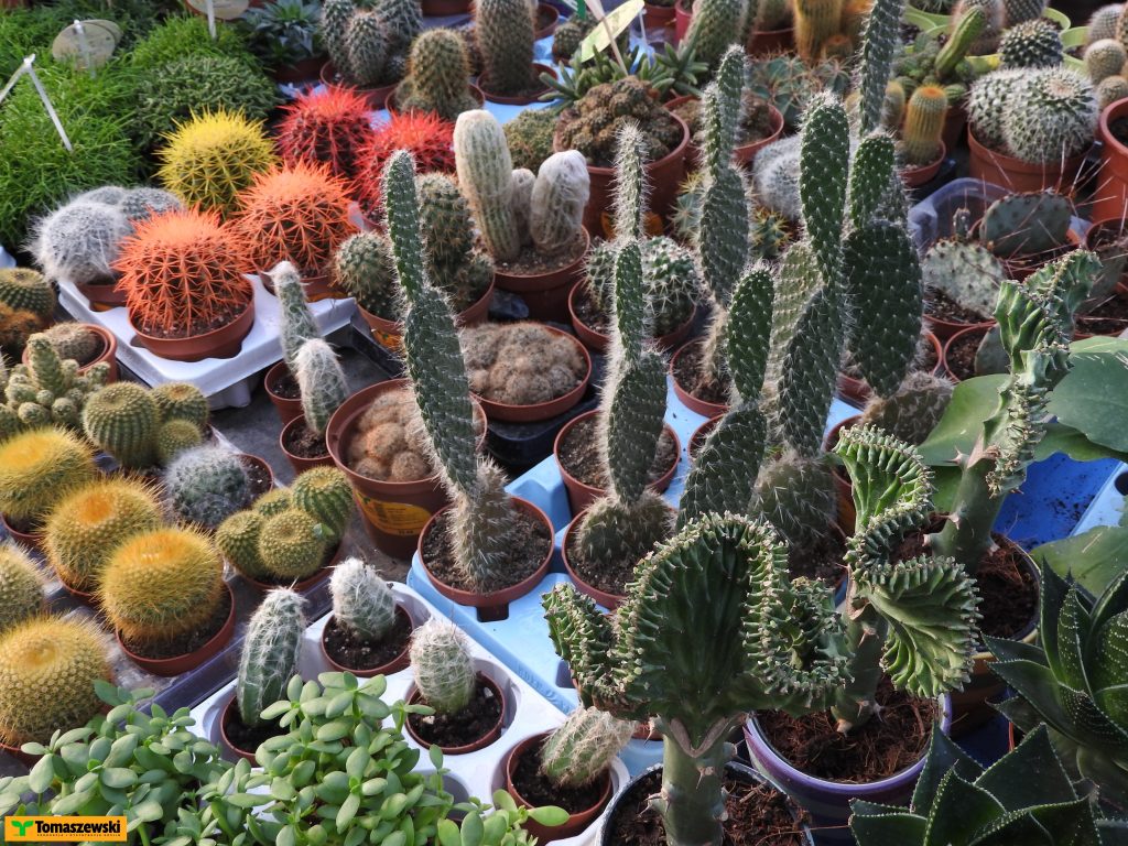 Kompozycje z kaktusów i sukulentów