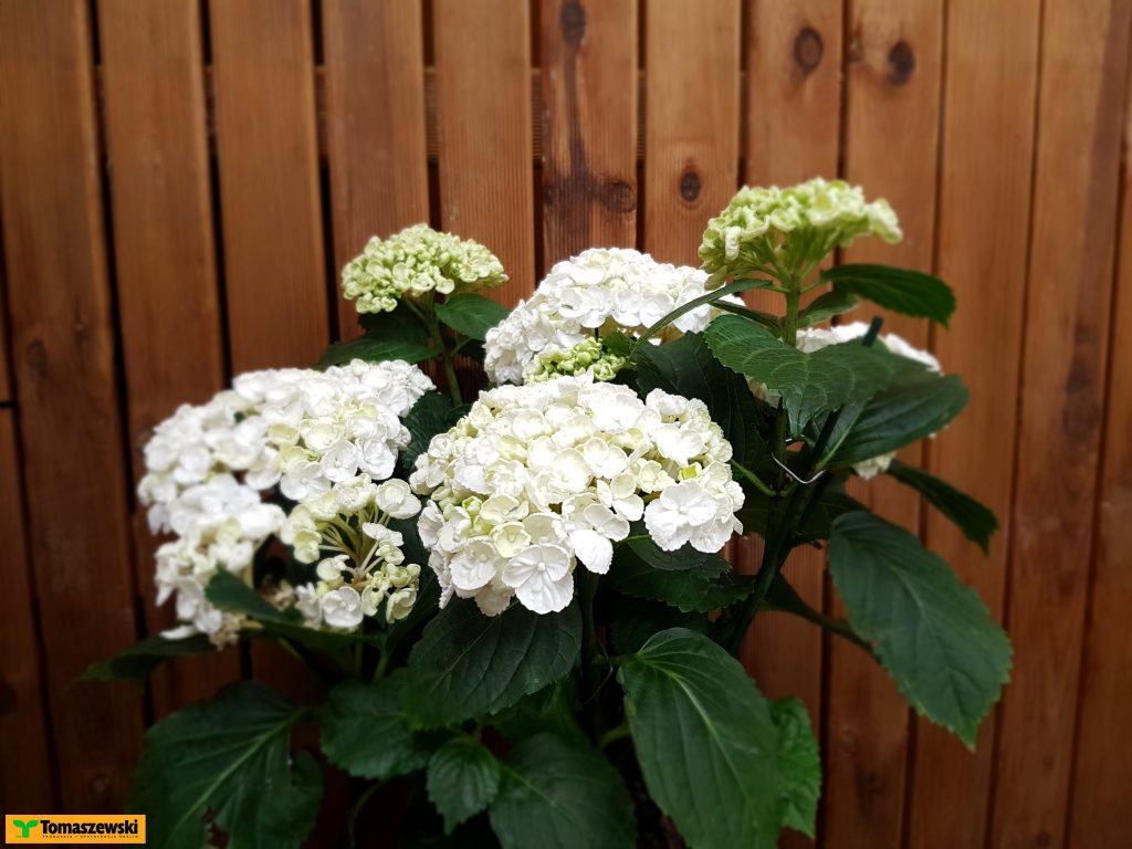 hortensja - białe kwiaty