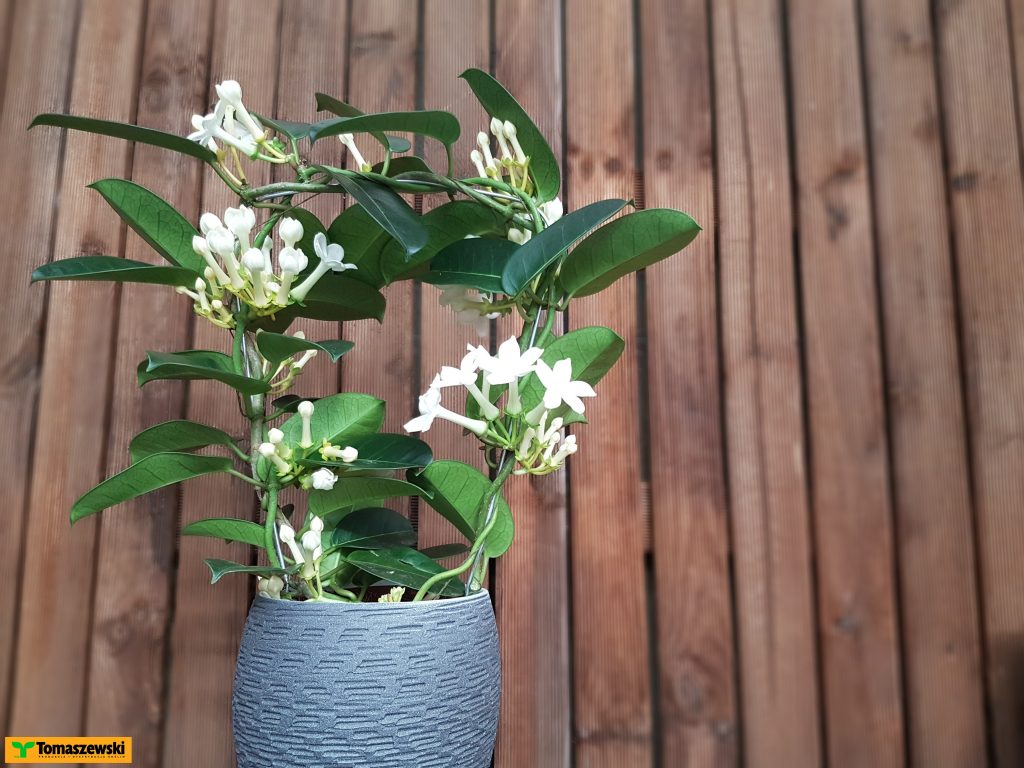 białe kwiaty - stefanotos