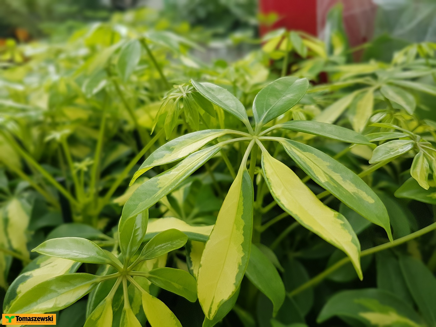 Jak Uprawia Szefler Domow Tomaszewski Jak Uprawia Szefler Domow Tomaszewski