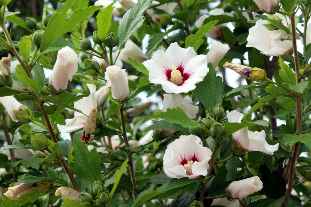 hibiskus bagienny