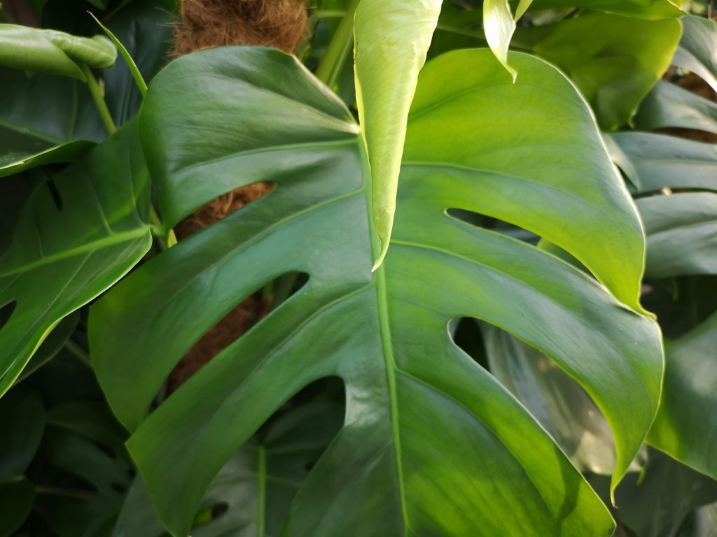 Pielęgnacja roślin – wycieranie kurzu z liści